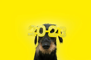 Funny dog celebrating new year 2023 with sign costume. Isolated on yellow background