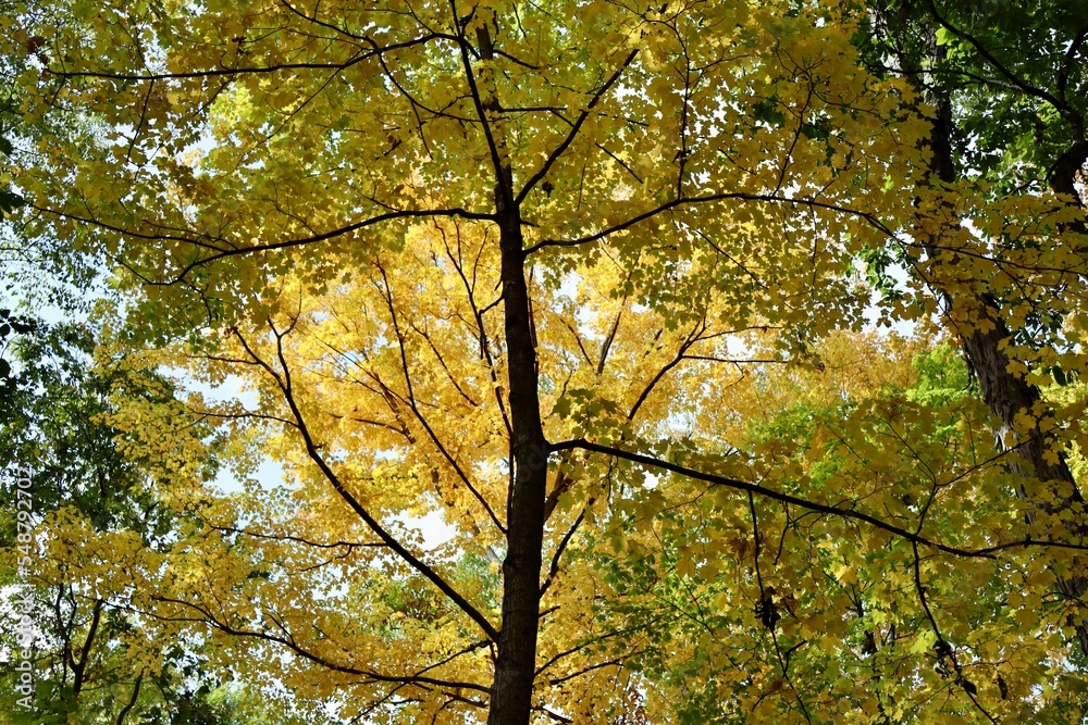 Underneath the tall autumn tree in the forest. Underneath the tall autumn tree in the forest.