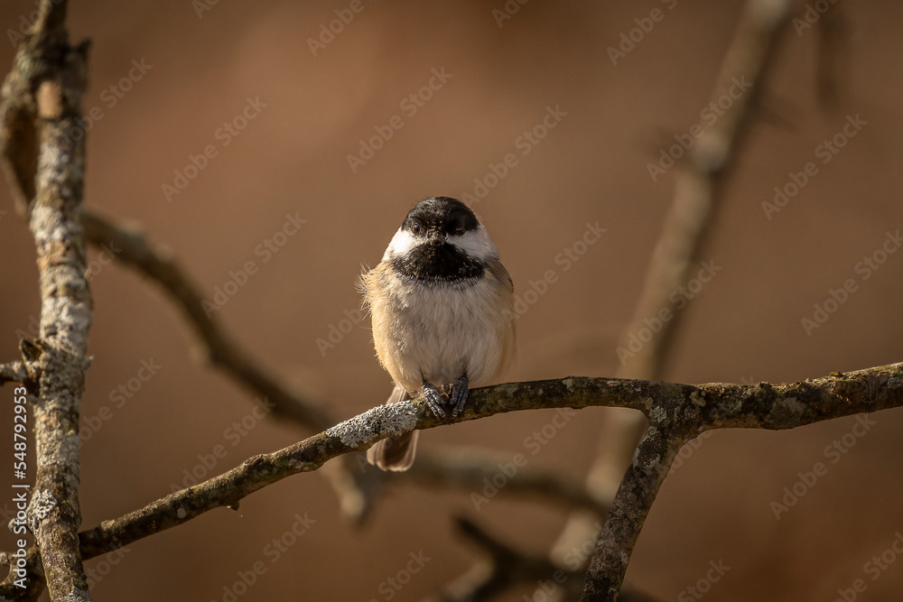 Naklejka premium Black-capped Chickadee eats a seed on a tree branch