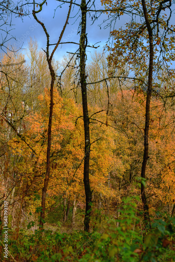 Herbstwald dunkle Stämme