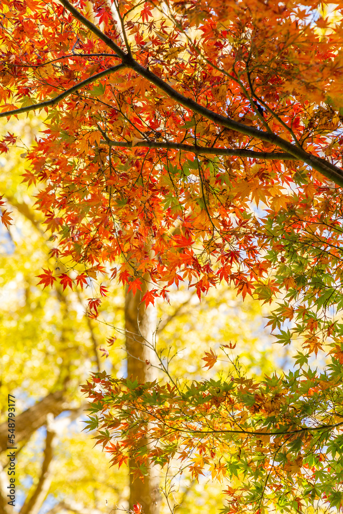 Fototapeta premium 日本の美しい紅葉