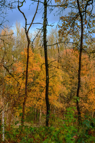 Herbstwald dunkle St  mme