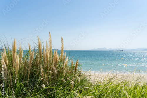 Reed with clear blue sea and sky on the background