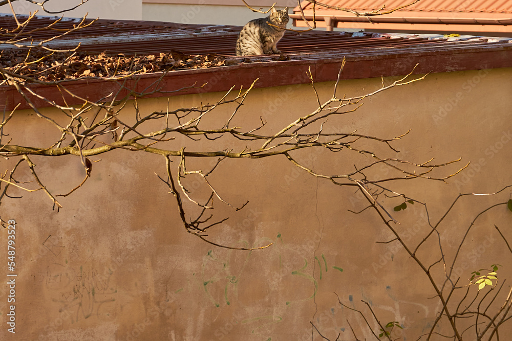 bezpański kot na dachu  - obrazy, fototapety, plakaty 