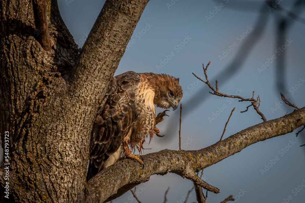 Obraz premium Red-tailed Hawk scratches an itch while perched on a tree branch