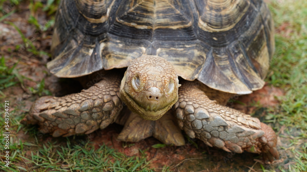 Astrochelys radiata | Radiated tortoise | 射紋龜 Astrochelys radiata | Radiated tortoise | 射紋龜