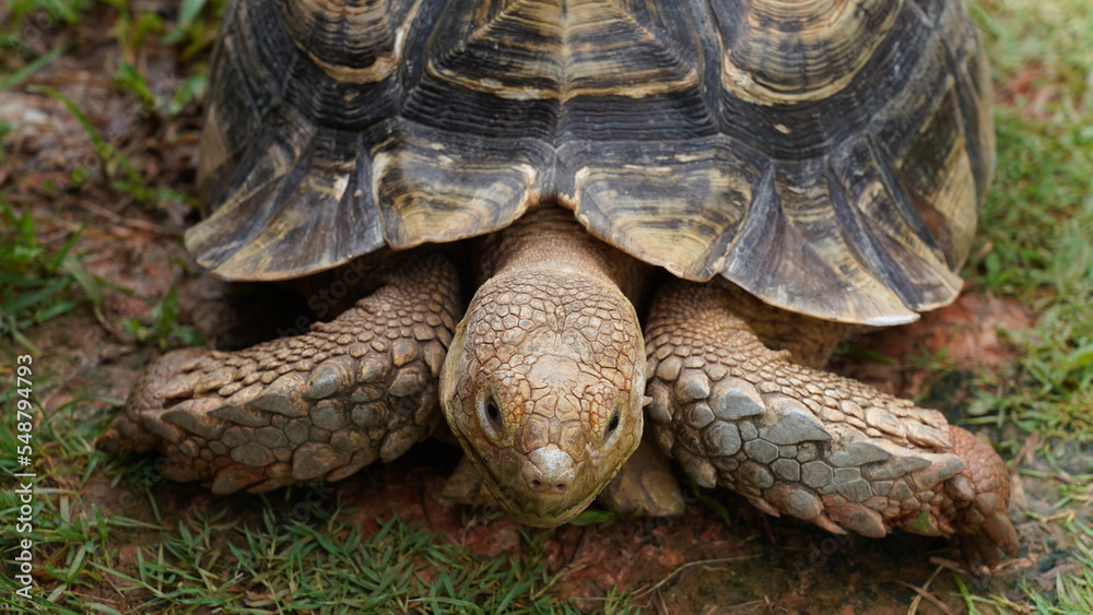 Astrochelys radiata | Radiated tortoise | 射紋龜 Astrochelys radiata | Radiated tortoise | 射紋龜