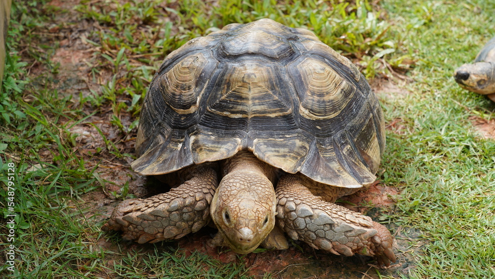 Astrochelys radiata | Radiated tortoise | 射紋龜 Astrochelys radiata | Radiated tortoise | 射紋龜