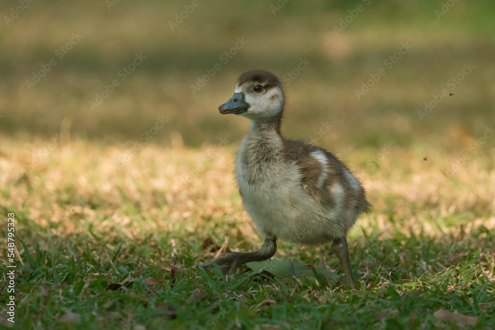 baby Egyptian goose or gosling (Alopochen aegyptiaca) closeup running on grass in the wild of South Africa