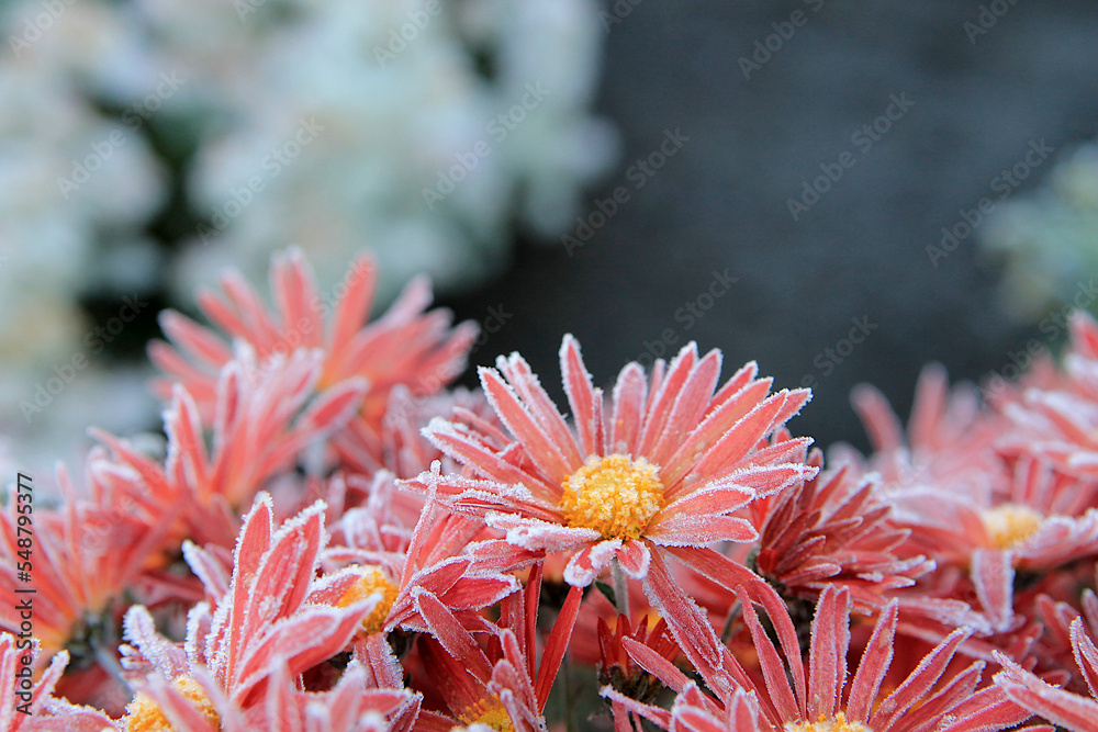 Pink asters. Flowers covered with frost close-up Pink asters. Flowers covered with frost close-up