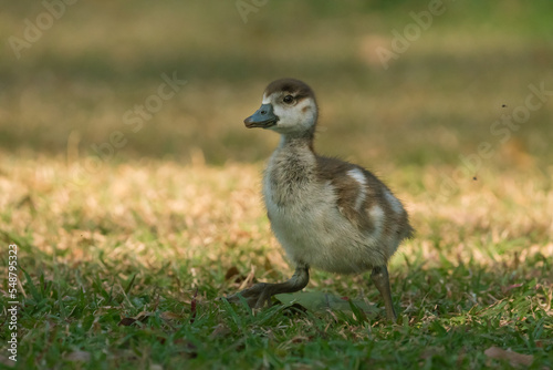 baby Egyptian goose or gosling (Alopochen aegyptiaca) closeup running on grass in the wild of South Africa