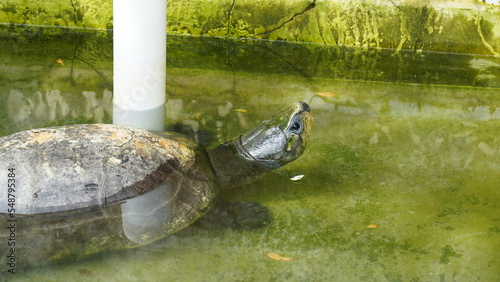 Die Afrikansche Scharnierschildkröte (Kinixys belliana) ist eine interessante Schildkrötenart, die in verschiedenen Teilen Afrikas vorkommt. photo