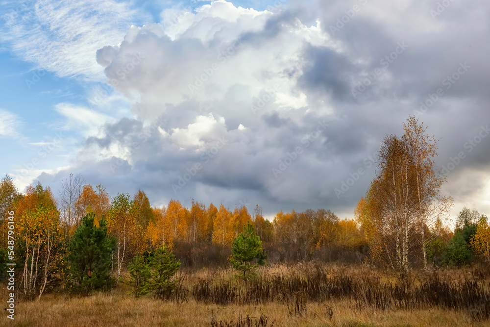 Fototapeta premium Bright autumn birch forest on a sunny day. 