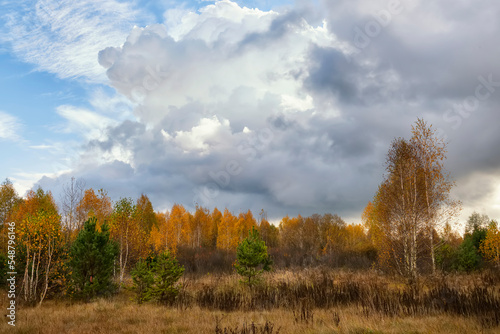 Bright autumn birch forest on a sunny day. 