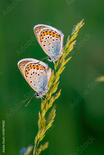 Photography Close up picture from a nice common blue butterflies on the meadow