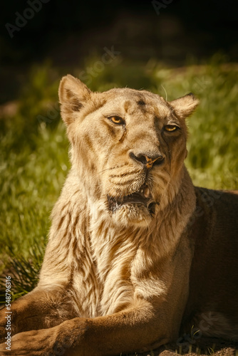 Fototapeta Naklejka Na Ścianę i Meble -  Portrait of the lioness