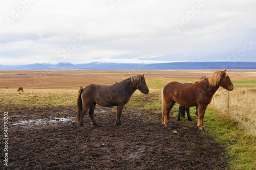Icelandic Horses near Varmahlid, North West Iceland