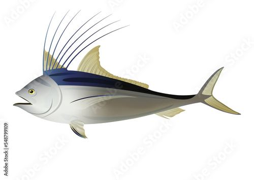 Roosterfish design Illustration. Vector Fish On White Background
