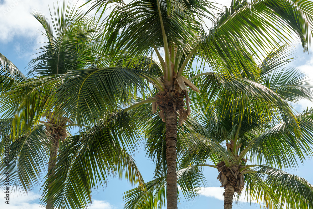 Fototapeta premium coconut palm trees