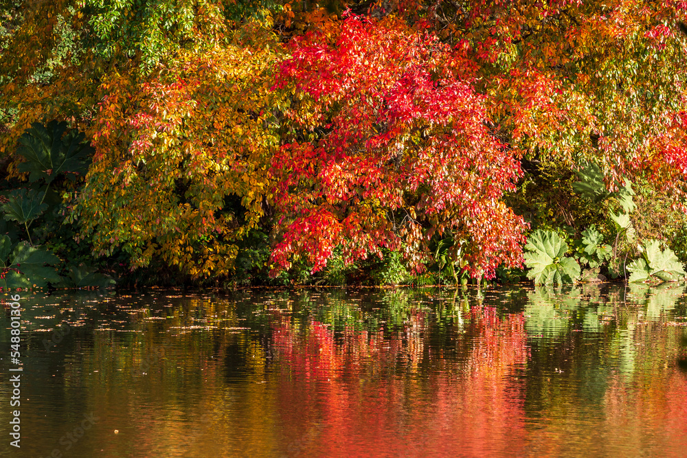 Colourful autumnal leaves and their reflections in a lake