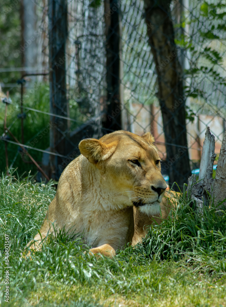 Fototapeta premium lyon