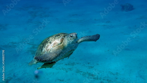 Big Green turtle on the reefs of the Red Sea. Green turtles are the largest of all sea turtles. A typical adult is 3 to 4 feet long and weighs between 300 and 350 pounds. 