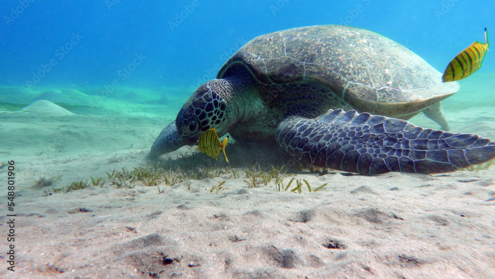 Obraz premium Big Green turtle on the reefs of the Red Sea. Green turtles are the largest of all sea turtles. A typical adult is 3 to 4 feet long and weighs between 300 and 350 pounds. 