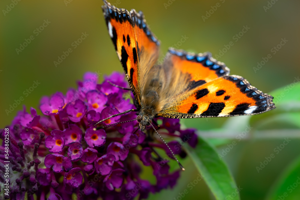 Obraz premium Small tortoiseshell (Aglais urticae)