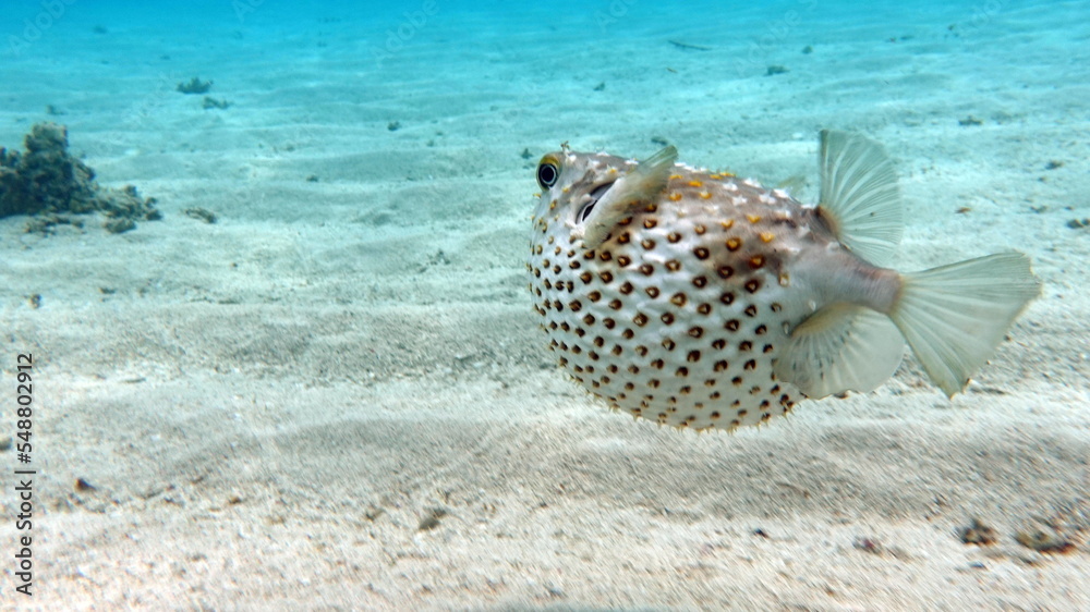 Fototapeta premium Fish hedgehog. Yellow-spotted cyclicht - grows up to 34 cm, feeds on crustaceans and molluscs. In case of danger, it takes the form of a ball, bristling spines.