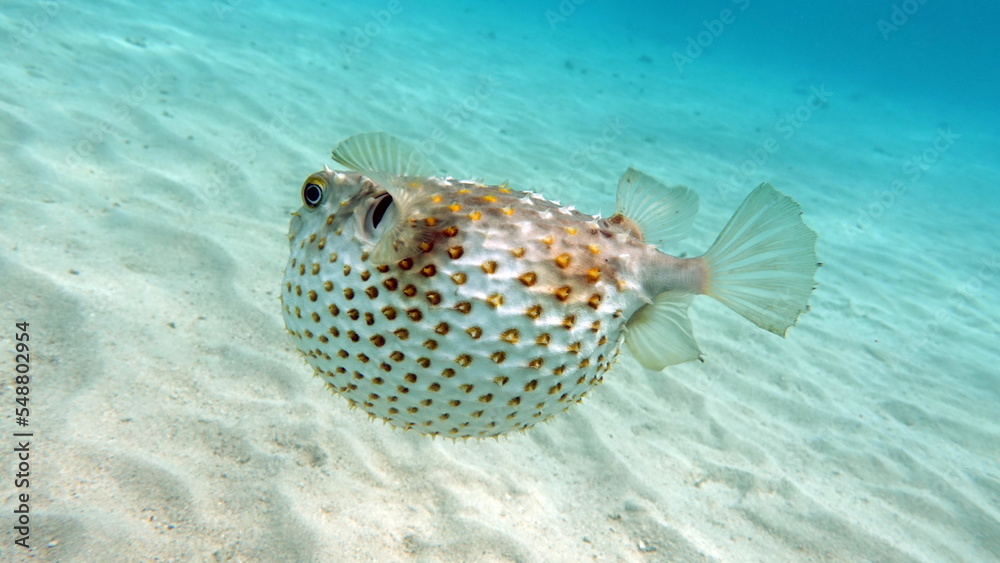 Fish hedgehog. Yellow-spotted cyclicht - grows up to 34 cm, feeds on crustaceans and molluscs. In case of danger, it takes the form of a ball, bristling spines.