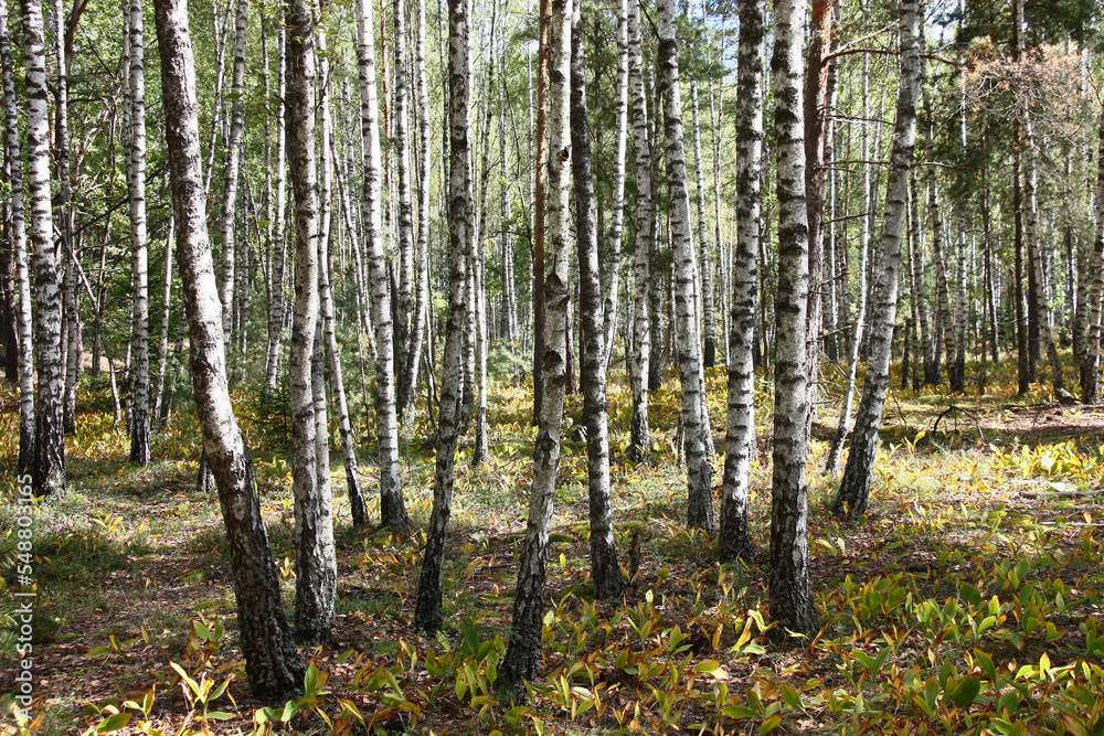 Fototapeta premium Sunny autumn day in the birch wood with rare pines. Under trees there are a heather and the drying-up leaves of lilies of the valley.