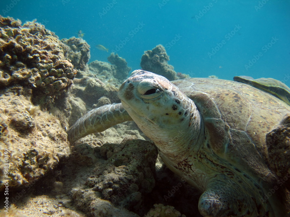 Big Green turtle on the reefs of the Red Sea.
Green turtles are the largest of all sea turtles. A typical adult is 3 to 4 feet long and weighs between 300 and 350 pounds.

