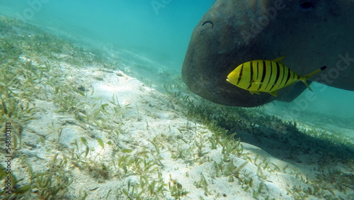 Dugongo. Sea Cow in Marsa Alam. Marsa Mubarak bay. photo