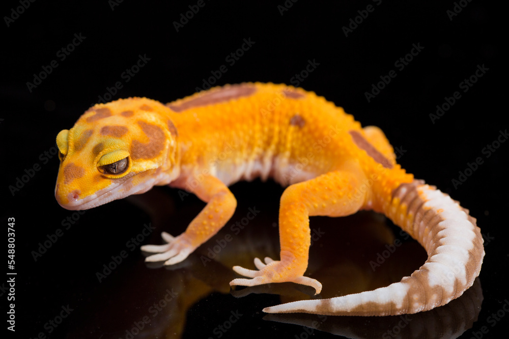 Naklejka premium Leopard gecko, Eublepharis macularius, tremper albino isolated on black background 
