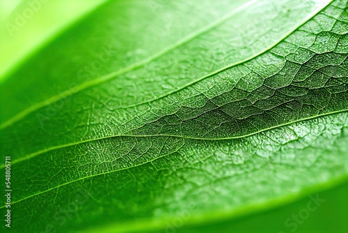 a close up of a green leaf