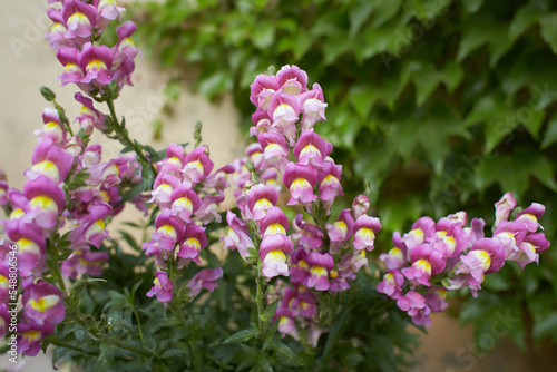 Pink  violet flower of Snapdragon  Antirrhinum majus in the garden. Summer and spring time.