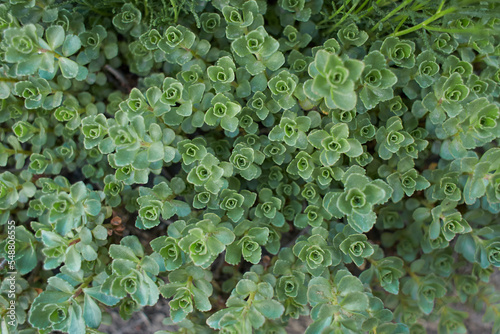 Green plant of ‘John Creech’ stonecrop, Sedum Spurium Summer Glory Green Roof Plants in the garden. Summer and spring time.