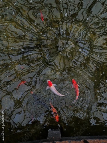 red and fish. fish of paradise