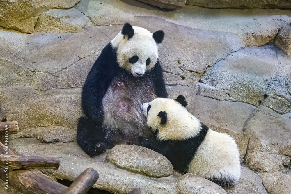 Obraz premium A giant panda, a cute baby panda breast-feeding his mother 