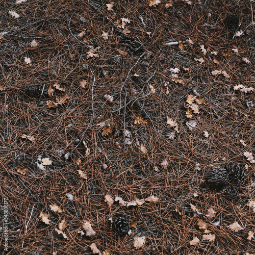 Background of dry leaves and spruce needles