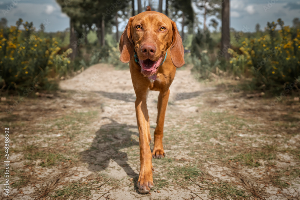 Sprizsla - light fawn colour Vizsla walking towards the camera on a forest path Sprizsla - light fawn colour Vizsla walking towards the camera on a forest path