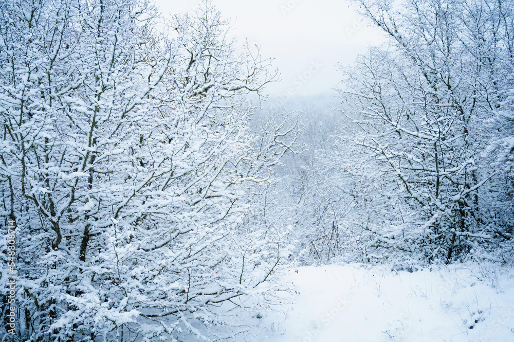 Winter forest, trees in the snow Winter forest, trees in the snow