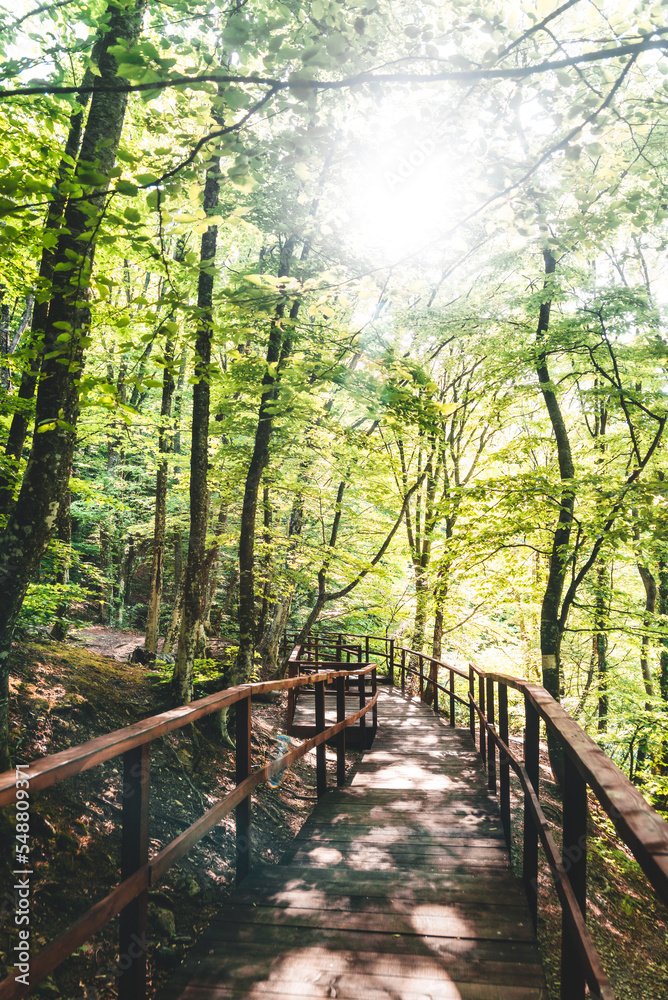 Path in the bright green summer forest Path in the bright green summer forest