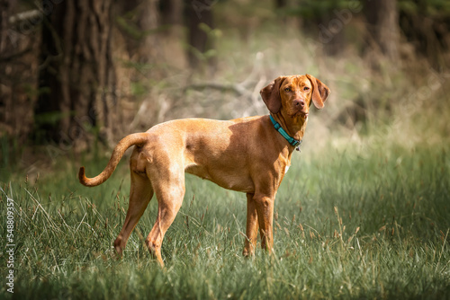 Sprizsla - light fawn colour Vizsla standing alert in the forest