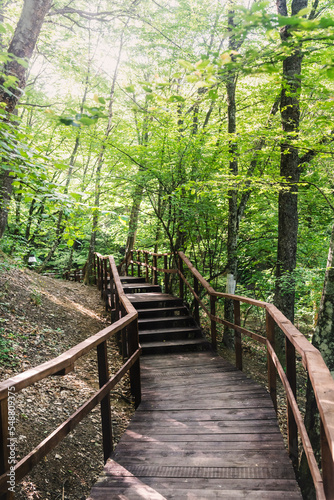 Path in the bright green summer forest