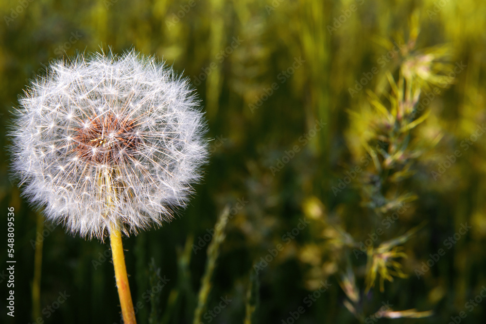 Fluffy white dandelion in the grass Fluffy white dandelion in the grass