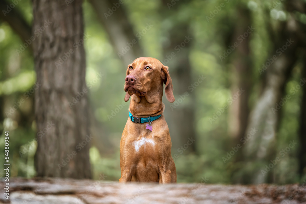 Sprizsla - light fawn colour Vizsla looking curious behind a fallen tree