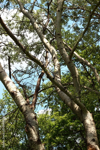 View with trees on a summer day.
