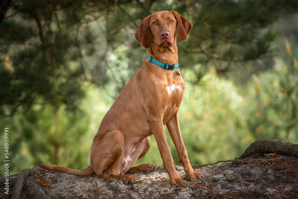 © Chris - Sprizsla - light fawn colour Vizsla sitting upright under a tree in the forest looking at the camera