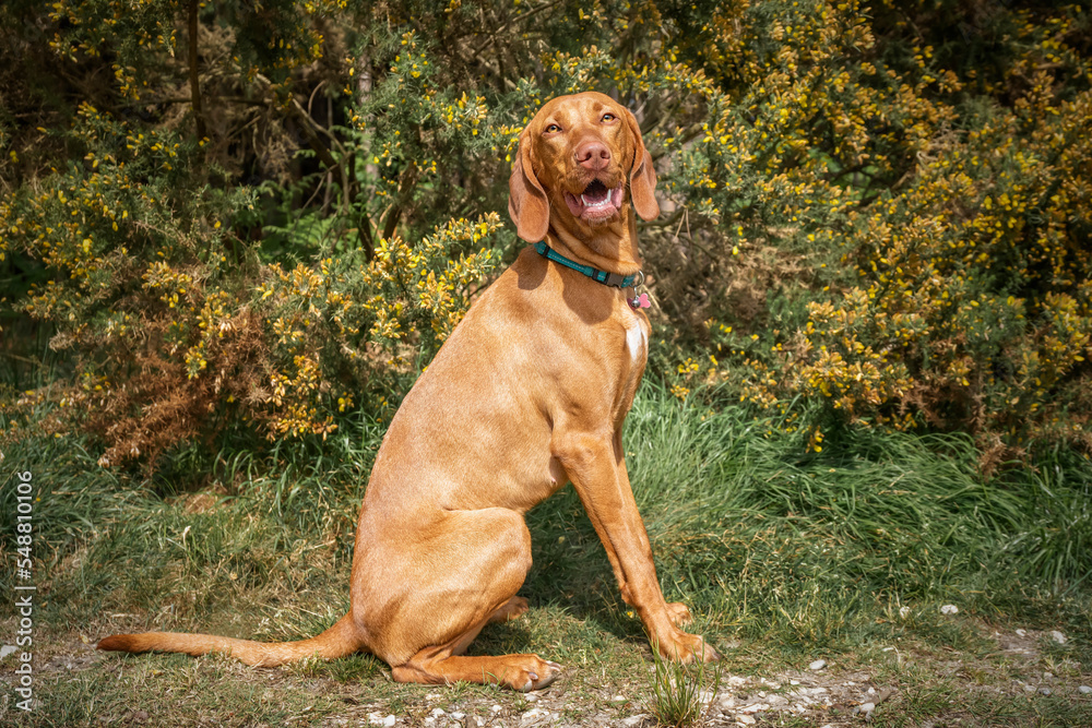Sprizsla - light fawn colour Vizsla looking at the camera with a happy face Sprizsla - light fawn colour Vizsla looking at the camera with a happy face